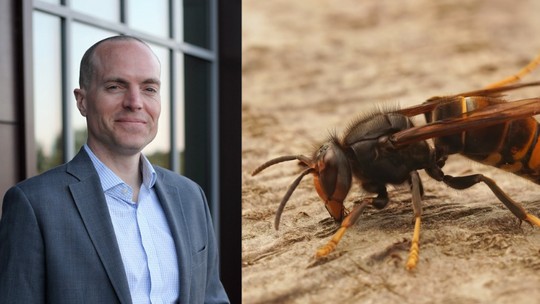 Picados mais de 100 vezes: ataque de vespas-mandarinas mata pai e filho americanos em resort no Laos Picados mais de 100 vezes: ataque de vespas-mandarinas mata pai e filho americanos em resort no Laos